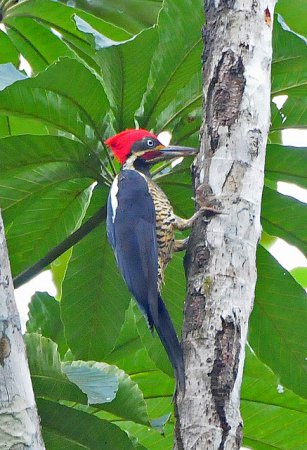 Photo (16): Lineated Woodpecker