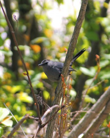 Photo (14): Gray Catbird