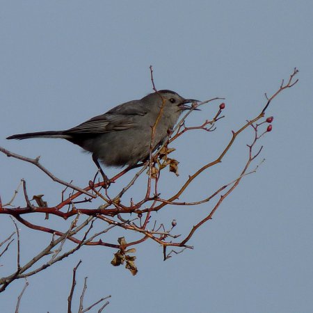 Photo (8): Gray Catbird