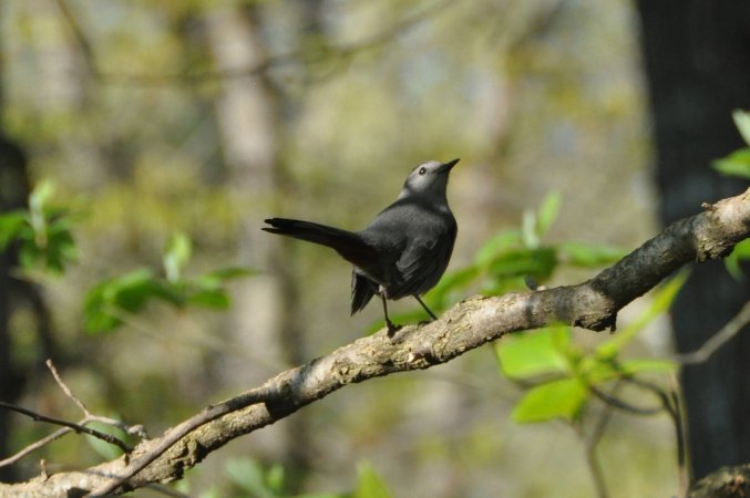 Photo (16): Gray Catbird