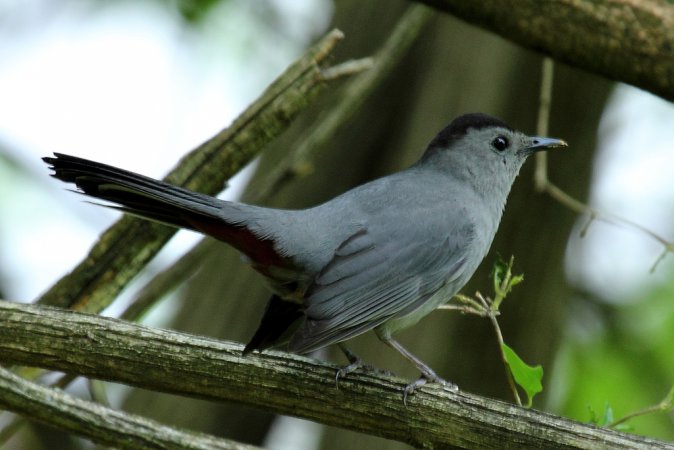 Photo (18): Gray Catbird