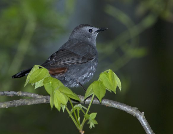 Photo (15): Gray Catbird