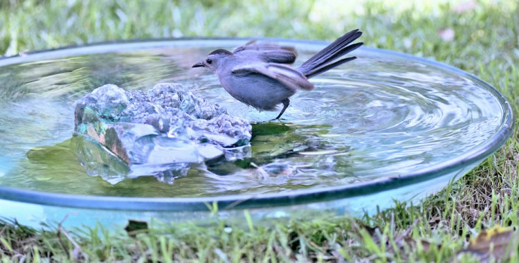 Photo (20): Gray Catbird
