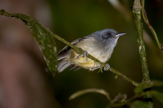 Photo (1): Plain Antvireo