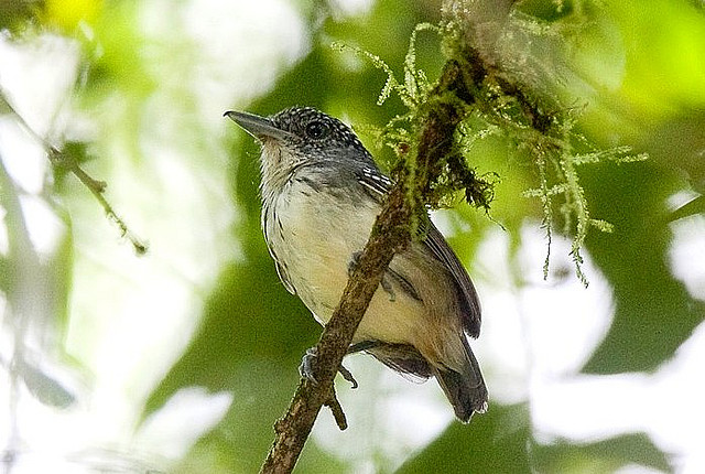 Photo (1): Spot-crowned Antvireo