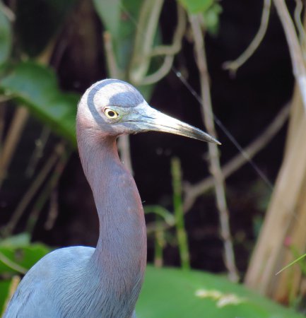 Photo (17): Little Blue Heron