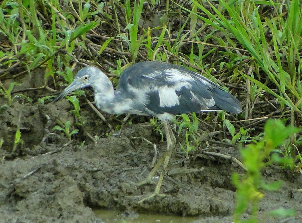 Photo (19): Little Blue Heron
