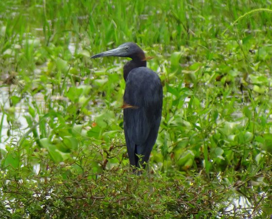 Photo (18): Little Blue Heron