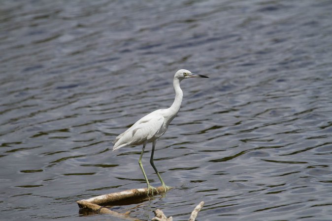 Photo (24): Little Blue Heron