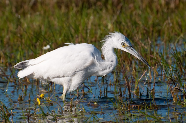 Photo (23): Little Blue Heron