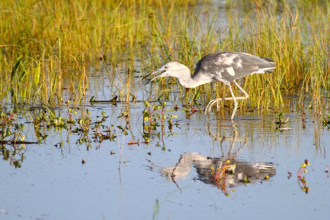 Photo (20): Little Blue Heron