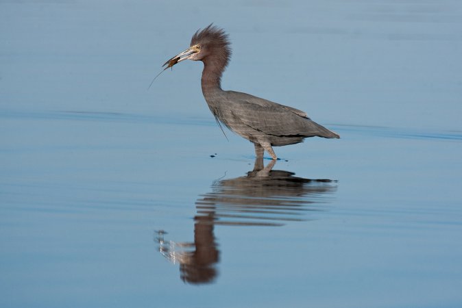 Photo (11): Little Blue Heron