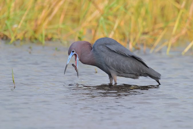 Photo (1): Little Blue Heron
