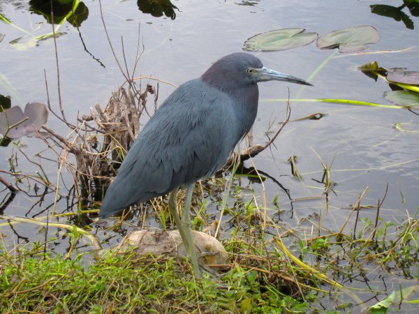 Photo (9): Little Blue Heron