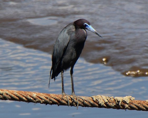 Photo (2): Little Blue Heron