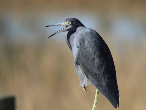 Photo (5): Little Blue Heron