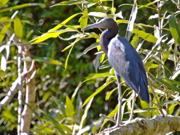 Photo (15): Little Blue Heron