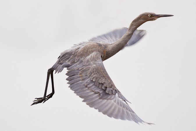 Photo (12): Reddish Egret