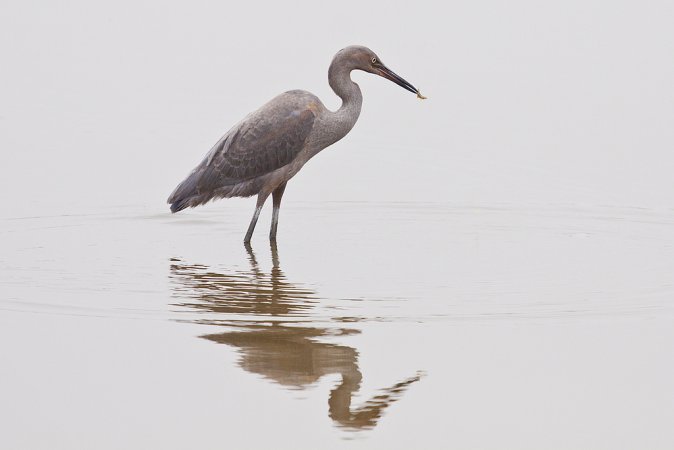 Photo (20): Reddish Egret
