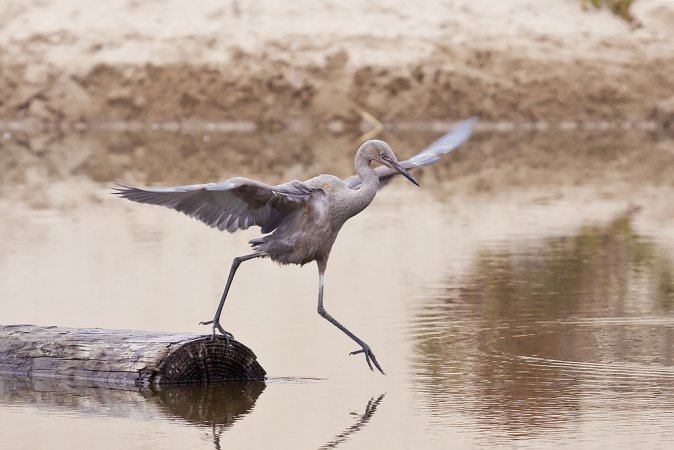 Photo (22): Reddish Egret