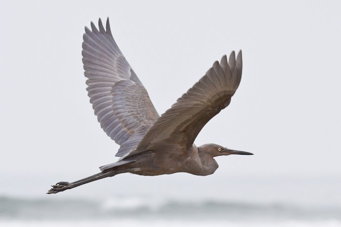 Photo (17): Reddish Egret