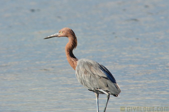 Photo (19): Reddish Egret