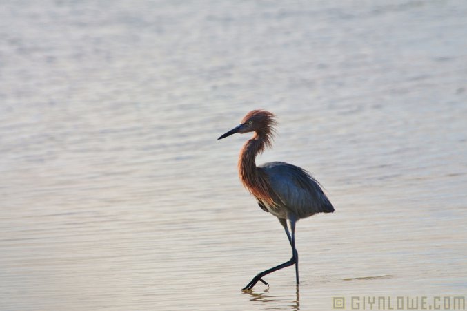 Photo (24): Reddish Egret