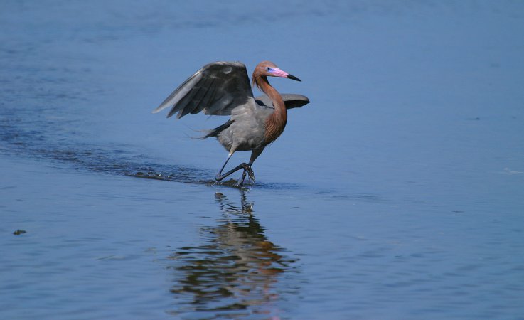 Photo (16): Reddish Egret