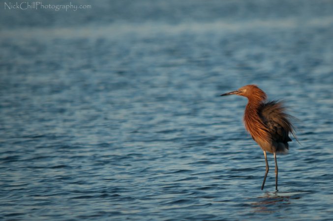 Photo (13): Reddish Egret