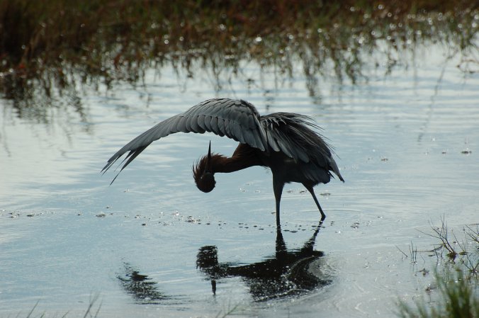 Photo (18): Reddish Egret