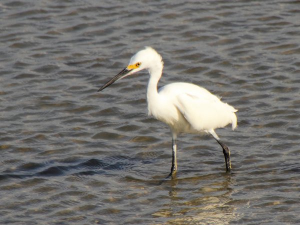 Photo (15): Snowy Egret