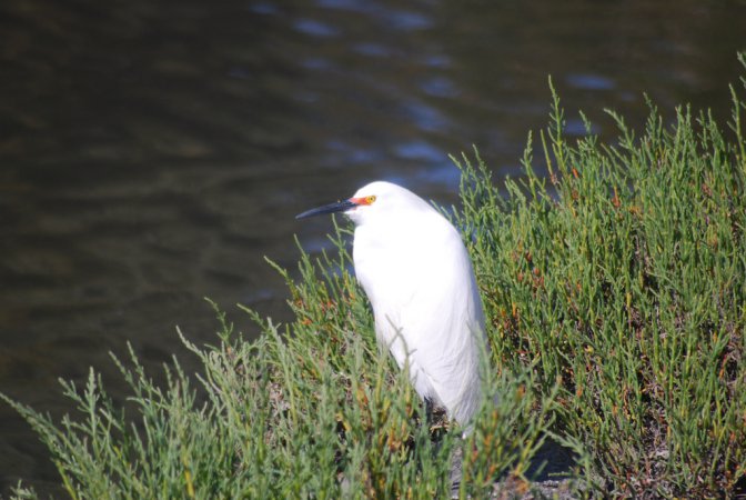 Photo (18): Snowy Egret