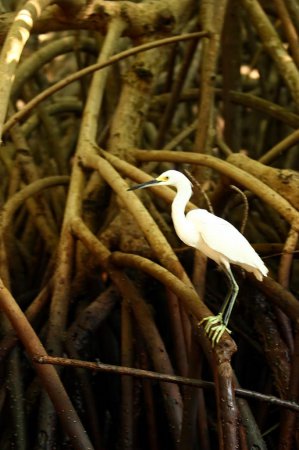 Photo (19): Snowy Egret