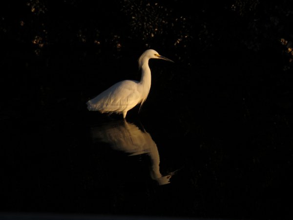 Photo (21): Snowy Egret