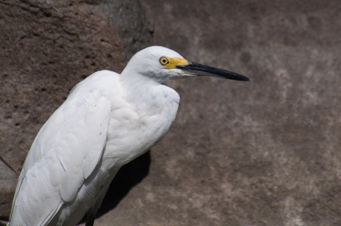 Photo (20): Snowy Egret
