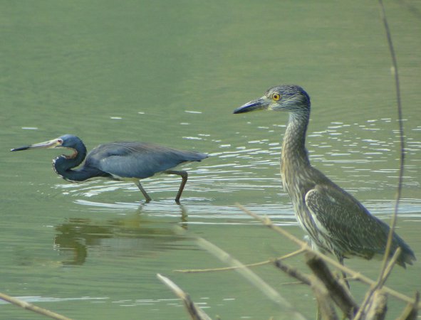 Photo (10): Tricolored Heron