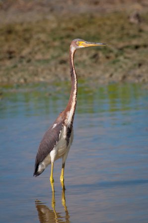 Photo (22): Tricolored Heron