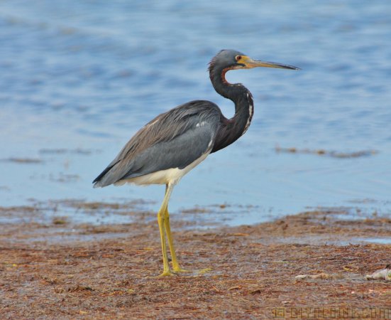 Photo (18): Tricolored Heron