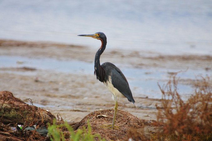 Photo (14): Tricolored Heron