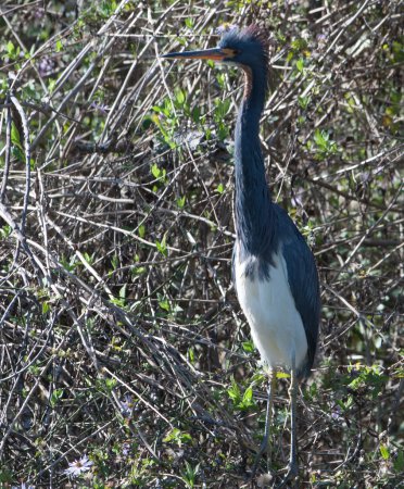 Photo (12): Tricolored Heron