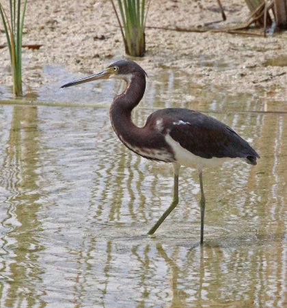 Photo (20): Tricolored Heron