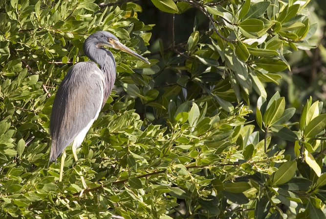 Photo (23): Tricolored Heron