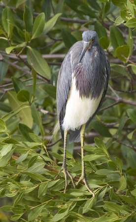 Photo (15): Tricolored Heron