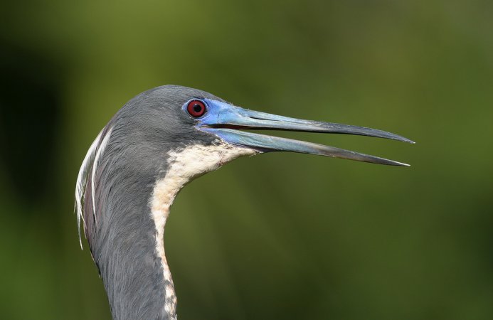 Photo (24): Tricolored Heron