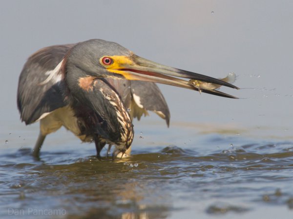 Photo (17): Tricolored Heron