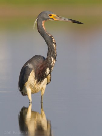 Photo (16): Tricolored Heron