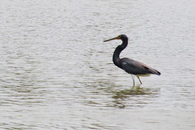Photo (21): Tricolored Heron