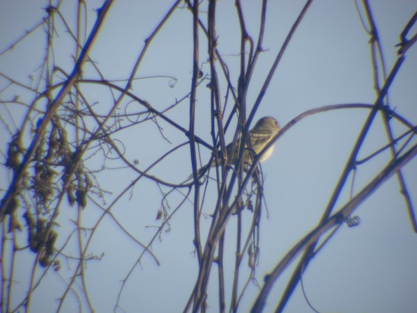 Photo (2): Lesser Elaenia
