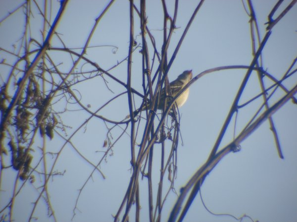Photo (4): Lesser Elaenia