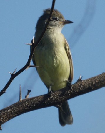 Photo (1): Lesser Elaenia